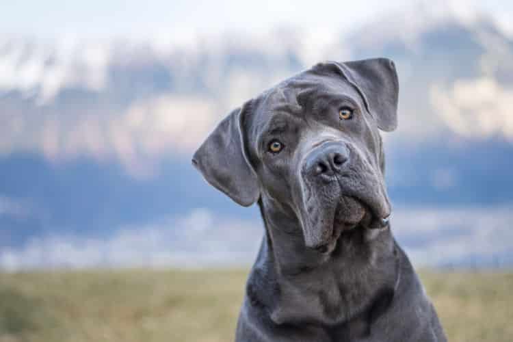 wie gross kann ein cane corso werden