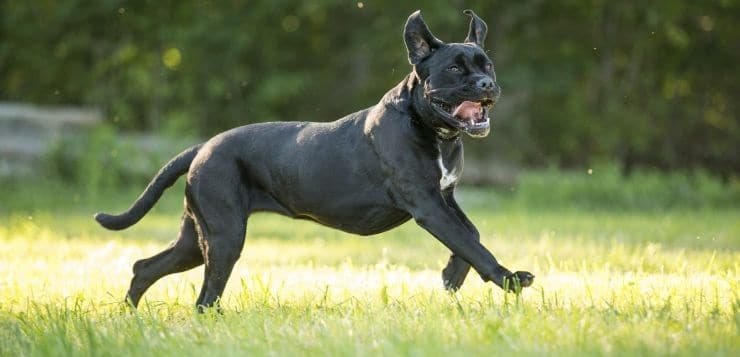 wie gross kann ein cane corso werden