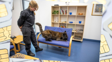 Datenspeicherspürhund bei der Arbeit