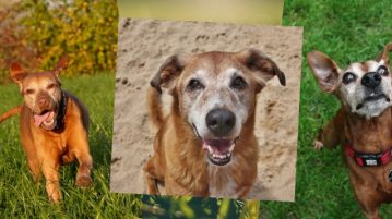 Graue Schnauzen: Hundesenioren gesund & glücklich