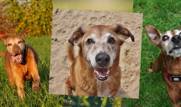Graue Schnauzen: Hundesenioren gesund & glücklich