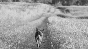 Hund geht auf Wiesenweg entlang