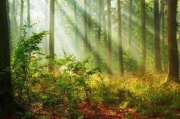 friedlicher Wald im Sonnenschein