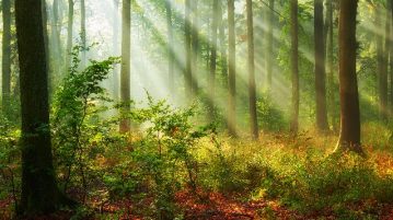 friedlicher Wald im Sonnenschein