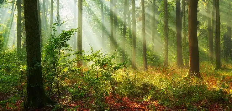 friedlicher Wald im Sonnenschein