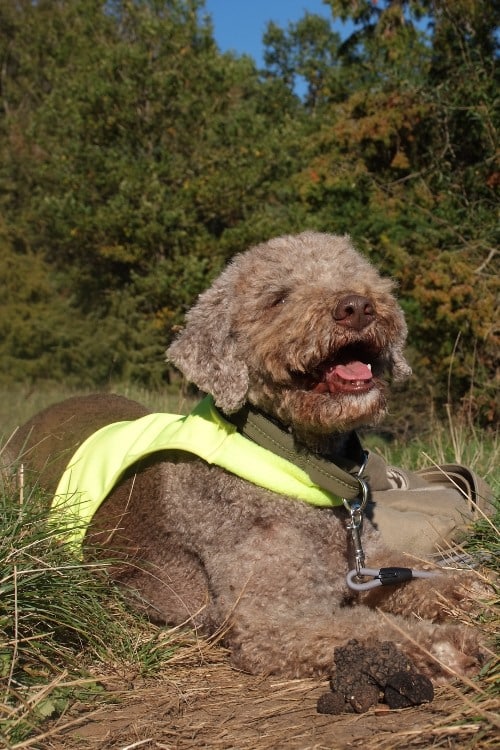 Trueffelsuchhund