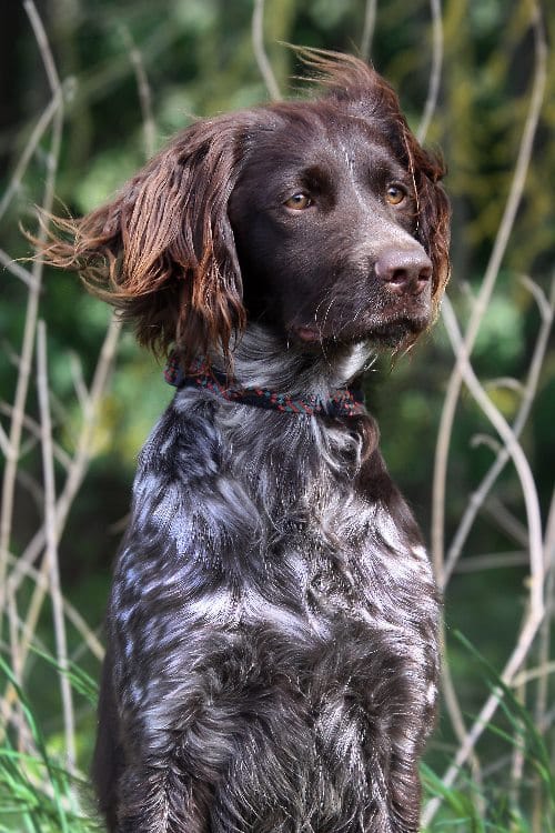Jagdprofi und Familienheld Kleiner Münsterländer » DER HUND