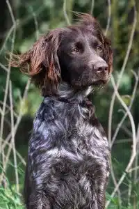 Braunschimmel