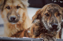 Ziel erreicht beim Spenden-Marathon für Tiere!