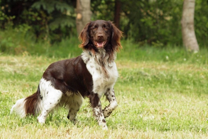 Jagdprofi und Familienheld Kleiner Münsterländer » DER HUND