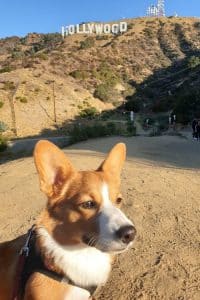 Corgi vor Hollywood-Schild