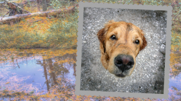 Golden Retriever Giga