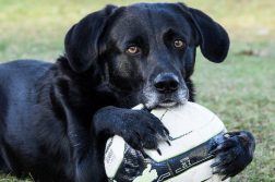 Spielen gehört zum Leben der Hunde genauso wie zum Leben der Menschen dazu.