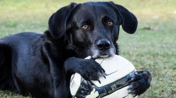 Spielen gehört zum Leben der Hunde genauso wie zum Leben der Menschen dazu.