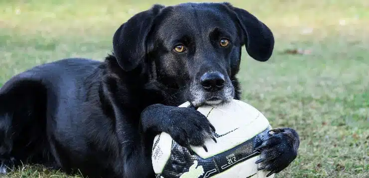 Spielen gehört zum Leben der Hunde genauso wie zum Leben der Menschen dazu.