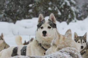 Huskys im Schnee