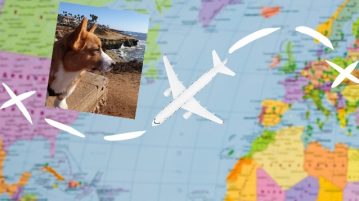 Flugreise mit Hund von Europa in die USA