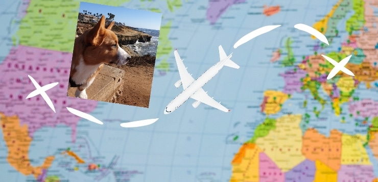 Flugreise mit Hund von Europa in die USA