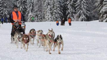 Schlittenhunderennen 2020 → Wo und wann? Schlittenhunde-Gespann