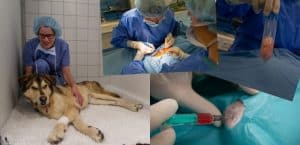 Stammzelltherapie bei Hunden