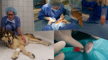 Stammzelltherapie bei Hunden