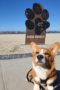 Corgi am Hundestrand in den USA