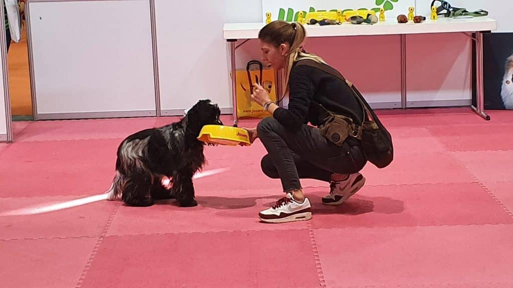 DOGLIVE 2020 in Münster so war�s » DER HUND