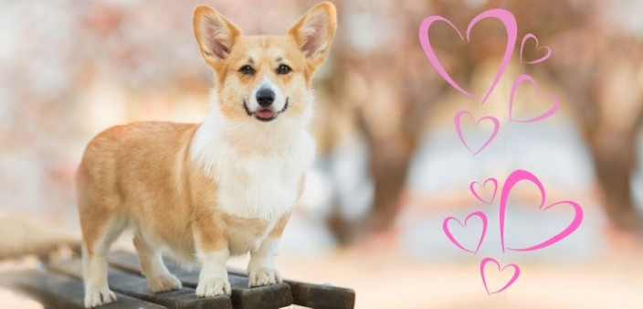 die Stars des im Portrait » DER HUND