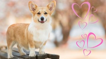 Corgi steht auf einer Bank und schaut in die Kamera