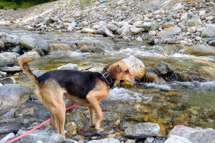 Hündin steht in flachem Fluss