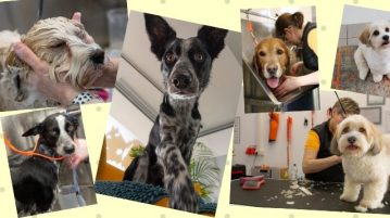 Hunde im Fellsalon