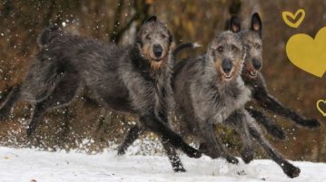 Drei dunkelgraue Irish Wolfhounds rennen über eine verschneite Wiese