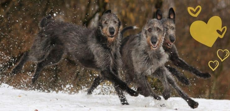 Drei dunkelgraue Irish Wolfhounds rennen über eine verschneite Wiese