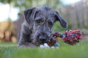 ein junger Irish Wolfhound