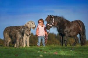 2 Irish Wolfhound mit einem kleinen Mädchen, das ein Pony am Führstrick hält