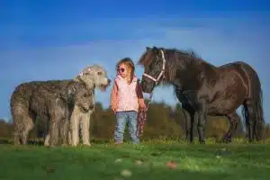 2 Irish Wolfhound mit einem kleinen Mädchen, das ein Pony am Führstrick hält