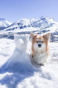 lecorgi mit Schneecorgi in den Bergen