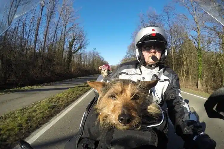 Hunde auf Motorrad