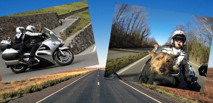 Motorrad fahren mit Hunden