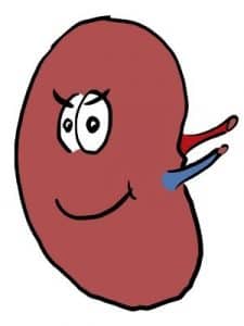 Zeichnung einer Niere