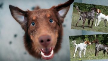 Ein Hund sitzt und schaut nach oben; zwei Hunde kommunizieren miteinander