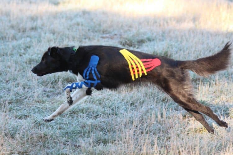 ein getapter Hund rennt über eine Wiese