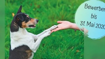 Jetzt für Tierschutzpreis HelpingVets 2020 bewerben Terrier gibt Pfote