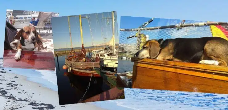 Beagle an Bord: Porthos segelt mit seinen Menschen übers Meer.