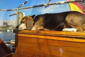 Beagle schläft an Bord eines Segelboots