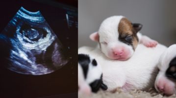 5 Dinge, die Welpen schon vor der Geburt beeinflussen Links ist ein Ultraschallbild zu sehen, rechts winzige Welpen