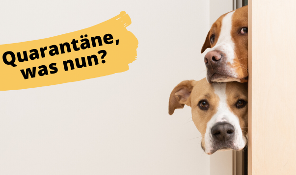Corona-Virus mit Haustier – Was tun bei Quarantäne?