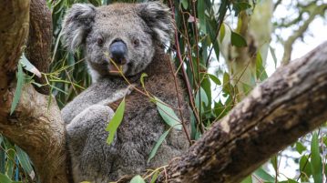 Koala im Busch