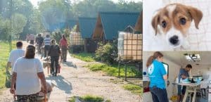 Tierschutzarbeit in Rumänien