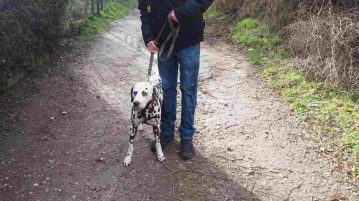 Gassigeher erfüllen so manchen Hundetraum Dalmatinerhund beim Spaziergang auf Feldweg
